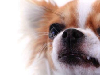 chihuahua ready to bite