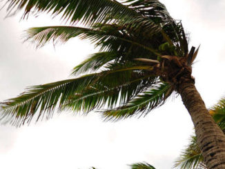 palm tress in the wind - hurricane Florence