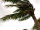 palm tress in the wind - hurricane Florence