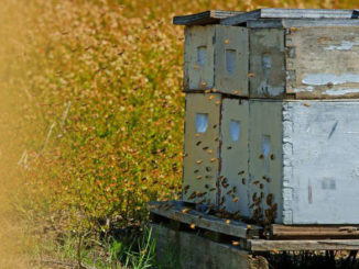 Beehives loaded on palette
